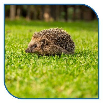 PM Igel